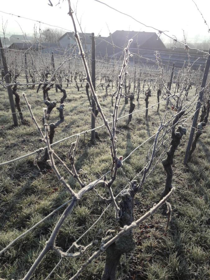 Апартаменты Weingut Will Und Wuerz Lemberger Schwaigern Экстерьер фото