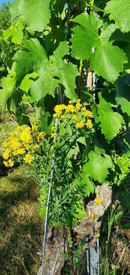Апартаменты Weingut Will Und Wuerz Lemberger Schwaigern Экстерьер фото